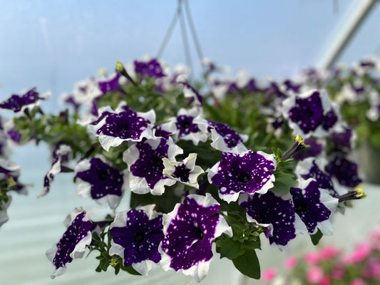 Plant Nutrition & Fertility
