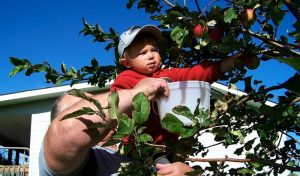 Pruning Landscape Trees & Shrubs