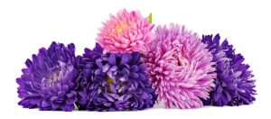 Tips for Annual Selection & Care