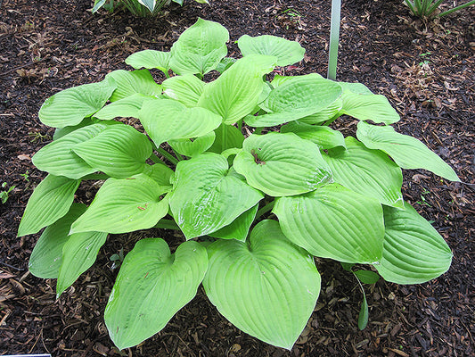 Perennial Care