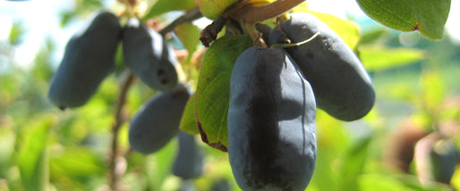 Haskap Pollination