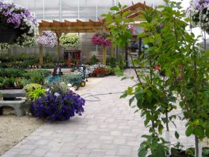 Hanging Basket and Containers - Maintenance Tips