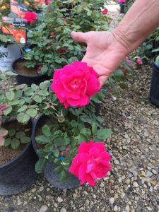 How to Prevent Winter Damage