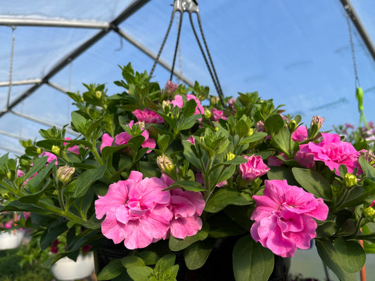 Caring for Your Container Garden
