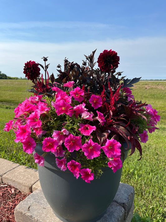 Container Gardening for Patios: Spice Up Your Outdoor Space