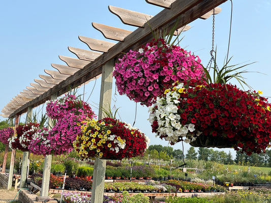 Designing Your Patio Containers and Hanging Baskets