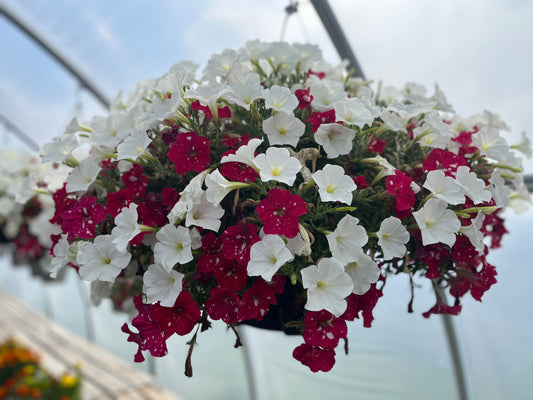 Hanging Baskets: Effortless Beauty In The Landscape