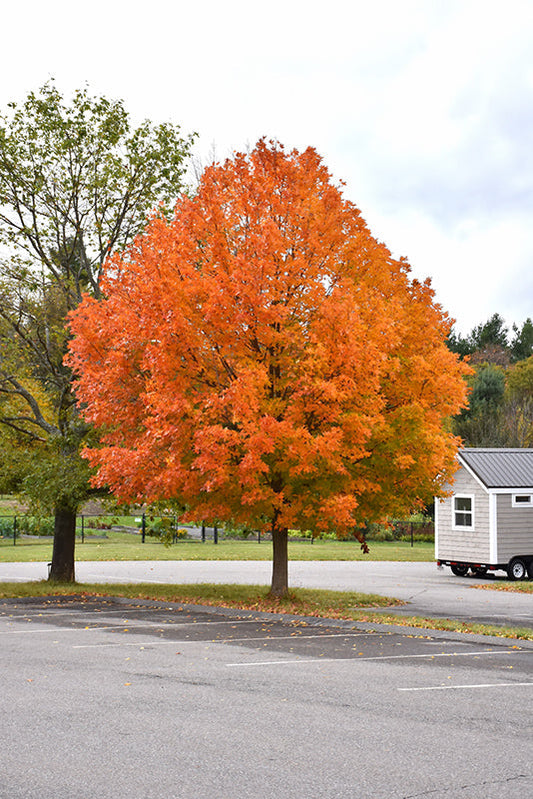 Revamp Your Tree Watering Routine!
