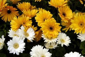 Flowers With Vegetables