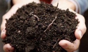Compost