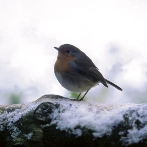 Gardening for the Birds