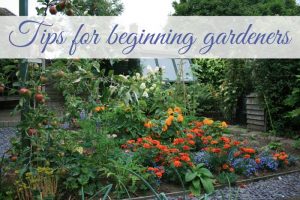Tips for beginner gardeners