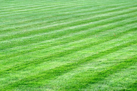 Lawn Maintenance Tips - Overseeding