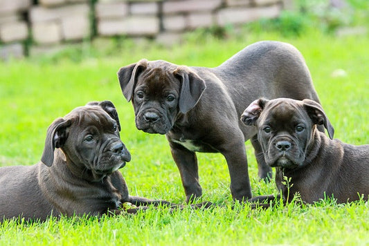 Guide To Establishing A New Lawn