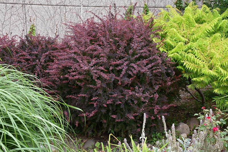 Barberry Rose Glow #2