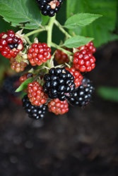 Chester Thornless Blackberry #2
