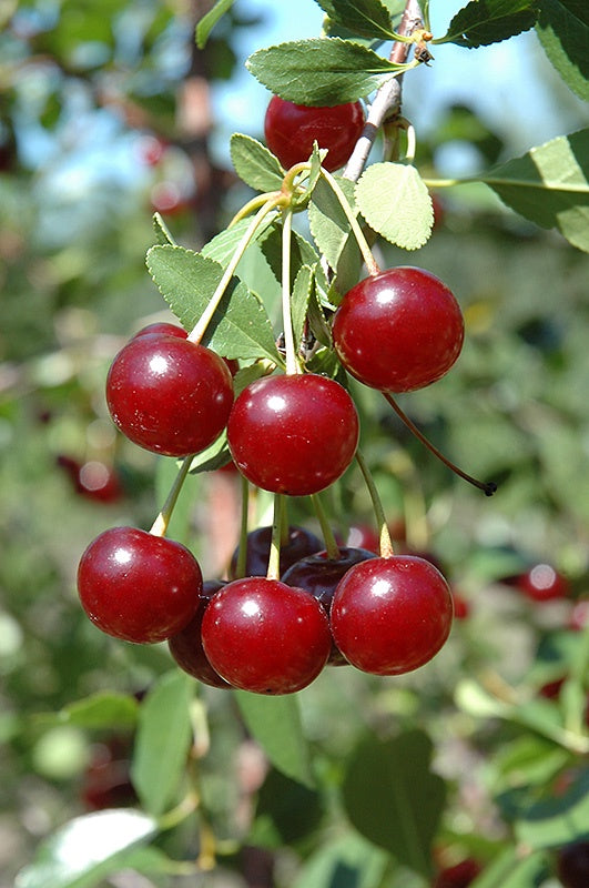 Cupid Cherry #7