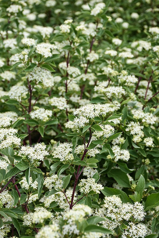 Firedance ™ Dogwood #2