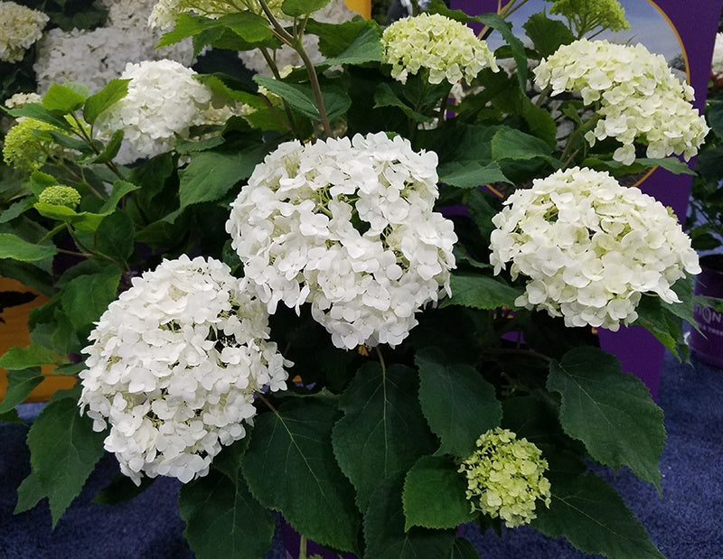 FlowerFull® Smooth Hydrangea #2