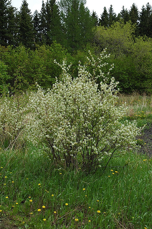 'Honeywood' Saskatoon #1