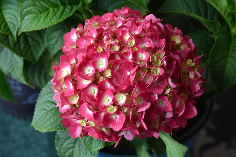 Hydrangea Summer Crush #2