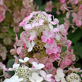 Torch Hydrangea #2