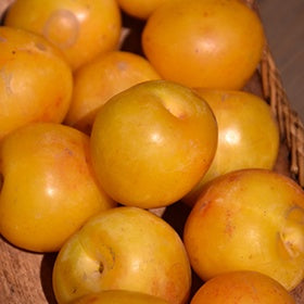 BrookGold Plum #5