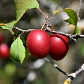 BrookRed Plum #5