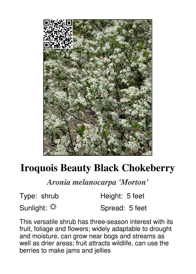 Iroquois Beauty Black Chokeberry #1
