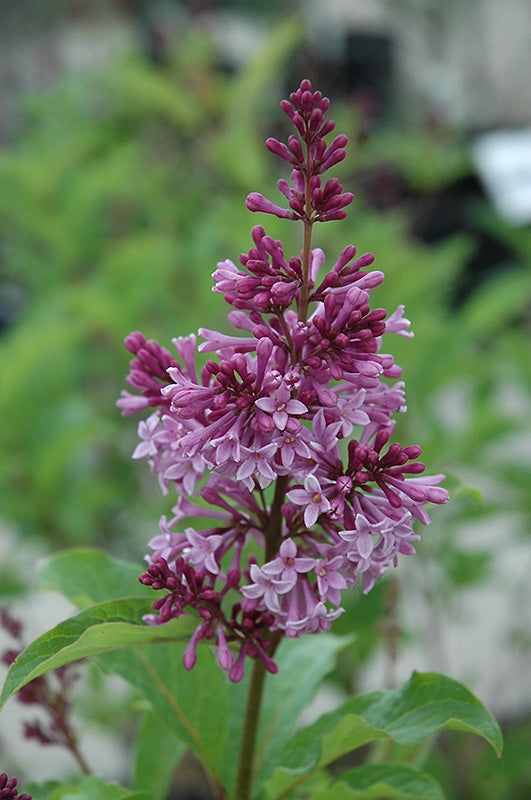 Lilac Royalty Preston #2