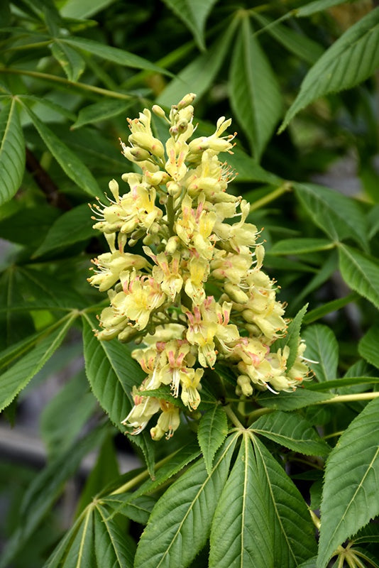 Ohio Buckeye - Aesculus glabra #7