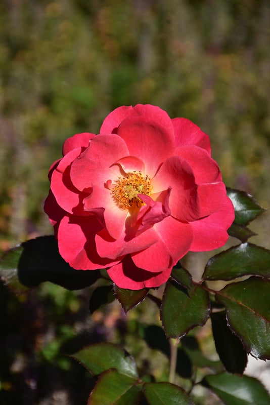 Aurora Borealis® Rose #1