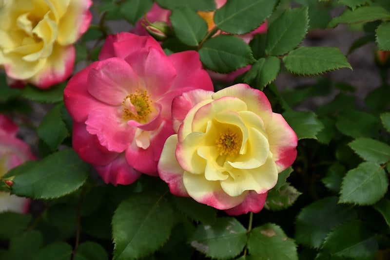 Rose Campfire #1