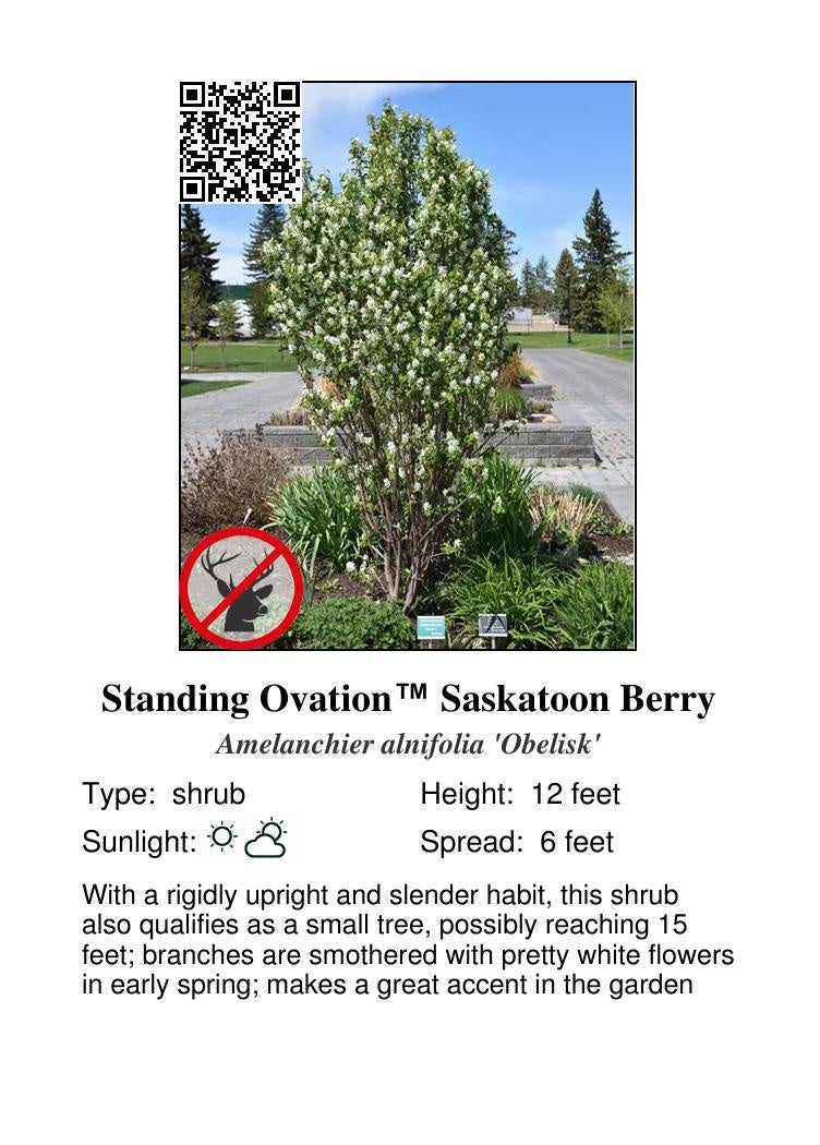 Standing Ovation™ Saskatoon Berry #2