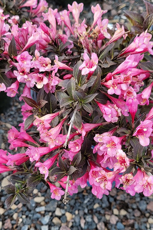 Stunner Weigela #2