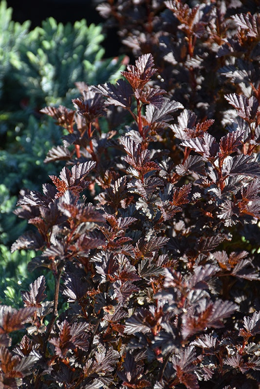 Summer Wine Black Ninebark #2