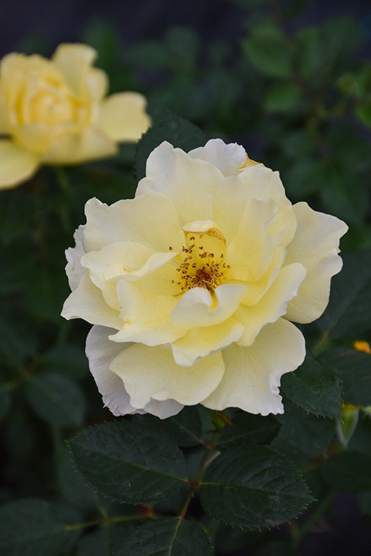 Rose Yukon Sun #1