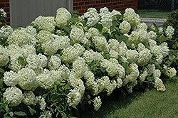 Annabelle Hydrangea #2