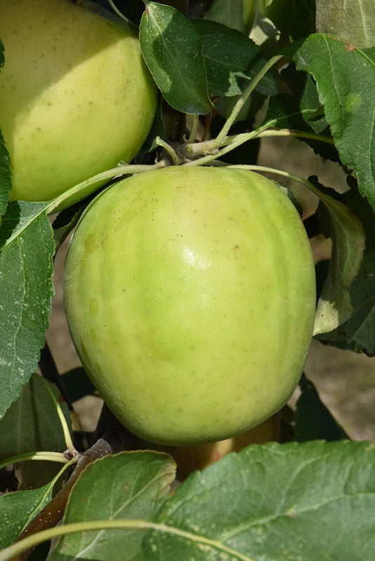 Apple Dwarf Norkent #5