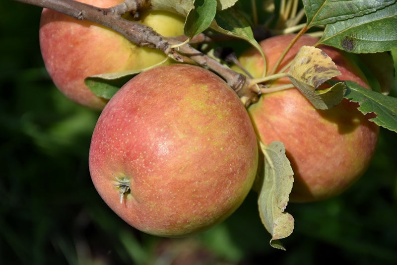 Apple - Dwarf Odyssey #5