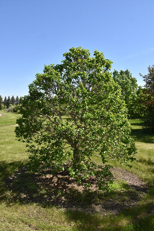 CINNAMON CURLS® DWARF KOREAN BIRCH #2