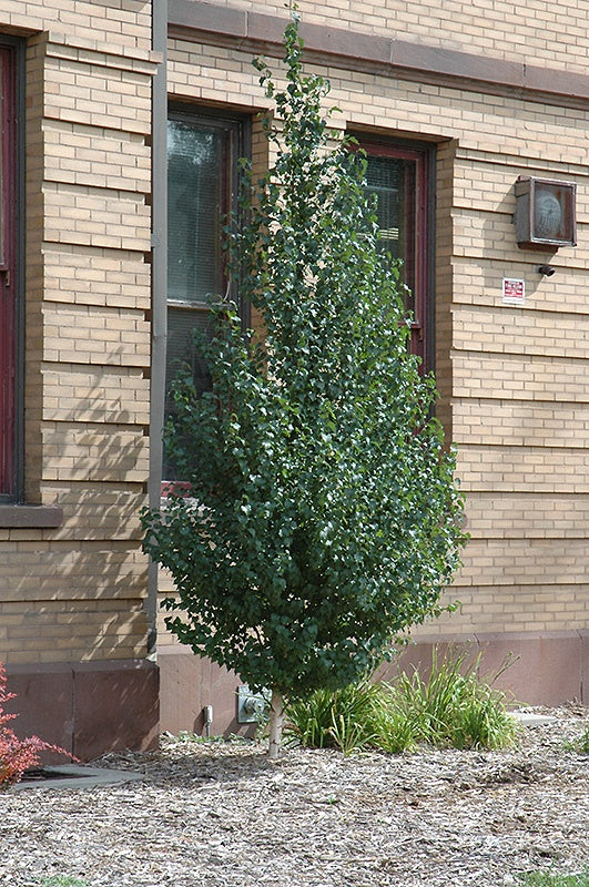 Birch Dakota Pinnacle #5