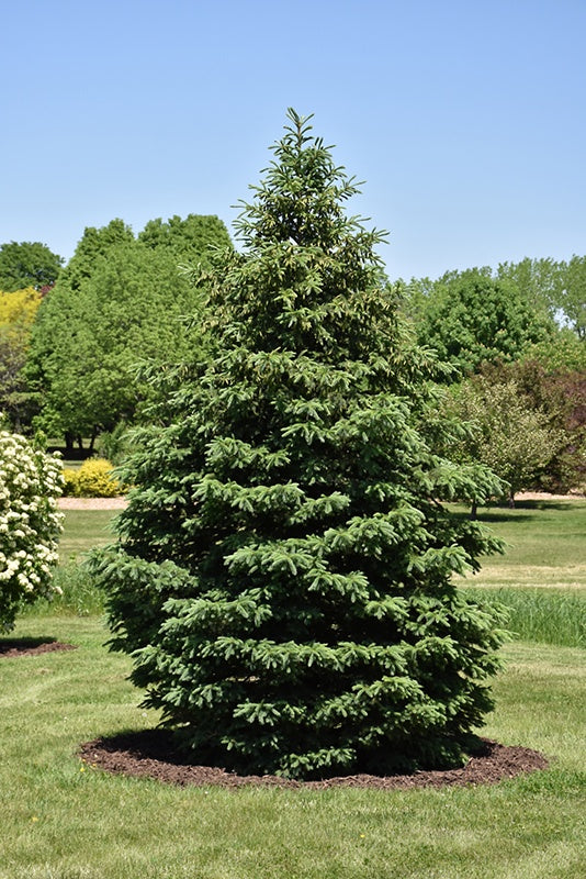 Black Hills Spruce #2 (JN)