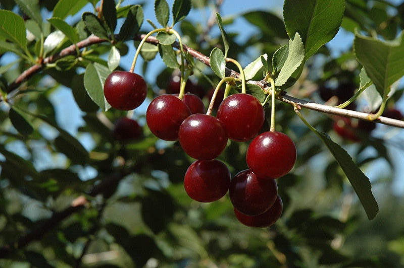 Cherry - Carmine Jewel #1