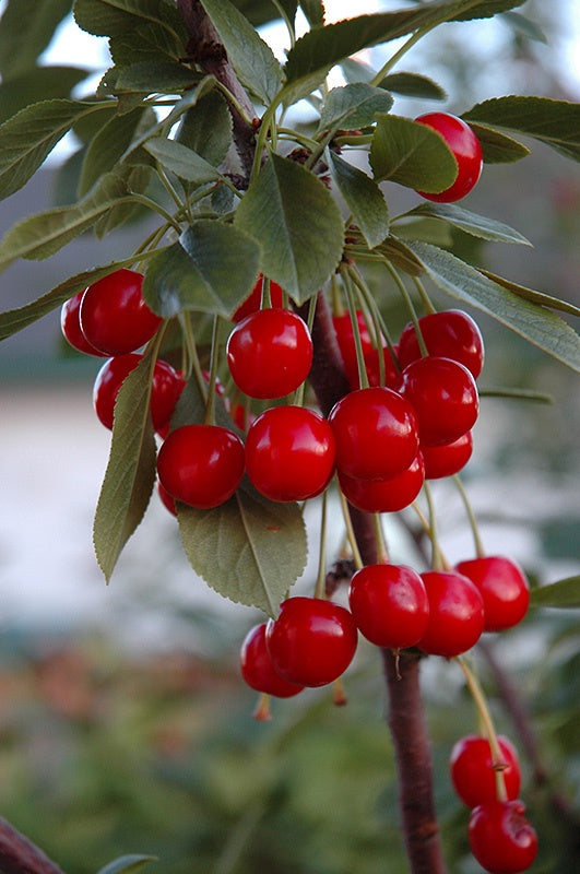 Cherry - Evans #1