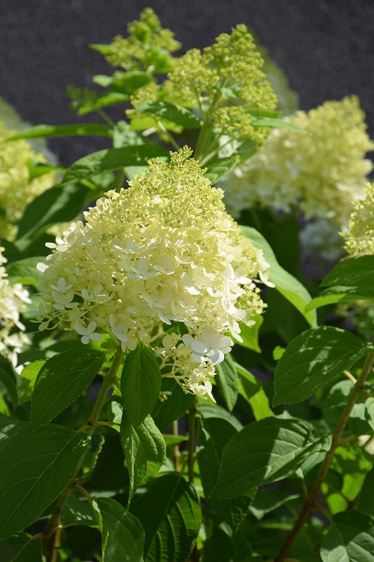 Hydrangea - Limelight #2