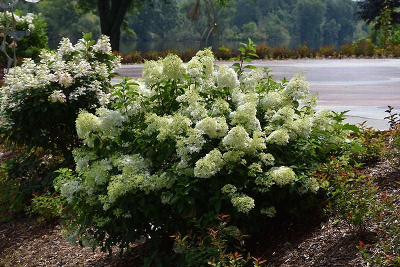 Hydrangea - Little Lime® #2