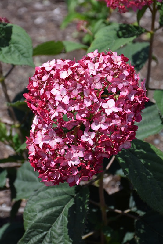 Hydrangea  - Invincibelle Ruby #2