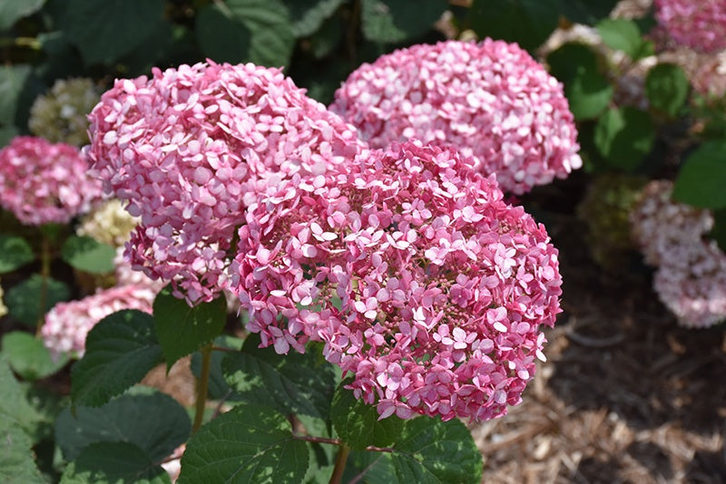 Hydrangea - Invincibelle® Spirit II #2