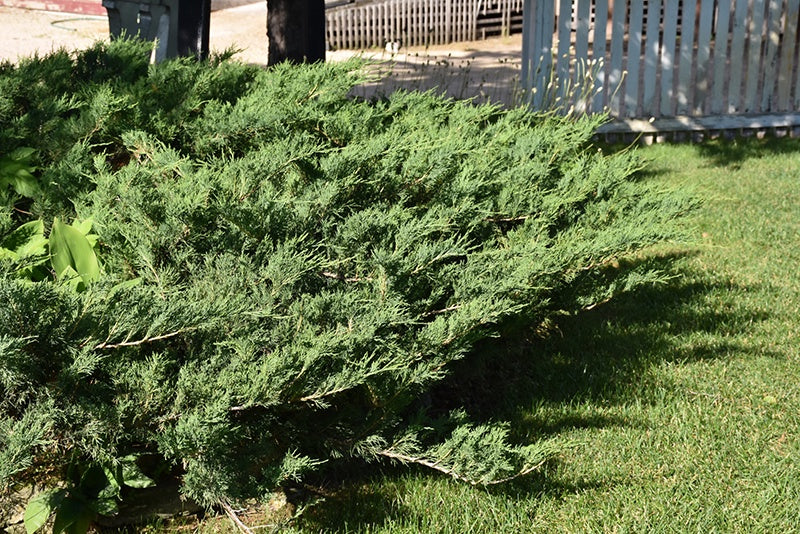 Juniper _ Blue Danube #2